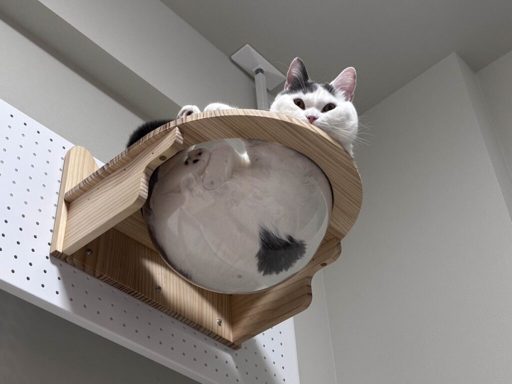 宇宙船、修行中。ブリティッシュショートヘア うずら | 我が家の宇宙船担当といえば、ハクマル兄ちゃんなんだけど、ぼくも本当は憧れているの。