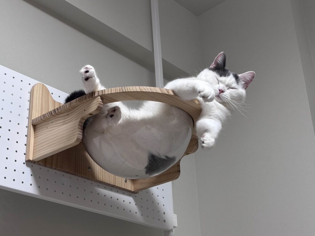 宇宙船、修行中。ブリティッシュショートヘア うずら | うーん！ 気持ち良いなぁー！ あれれ？ はみ出ちゃう。宇宙船って難しいんだ。