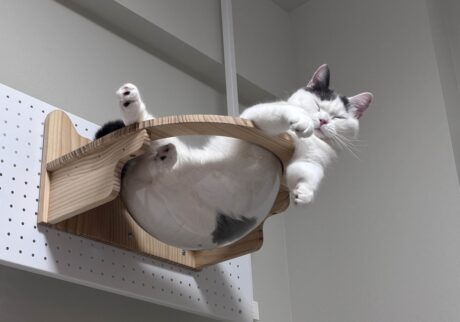 宇宙船、修行中。ブリティッシュショートヘア うずら | うーん! 気持ち良いなぁー! あれれ? はみ出ちゃう。宇宙船って難しいんだ。 宇宙船、修行中。ブリティッシュショートヘア うずら | うーん! 気持ち良いなぁー! あれれ? はみ出ちゃう。宇宙船って難しいんだ。