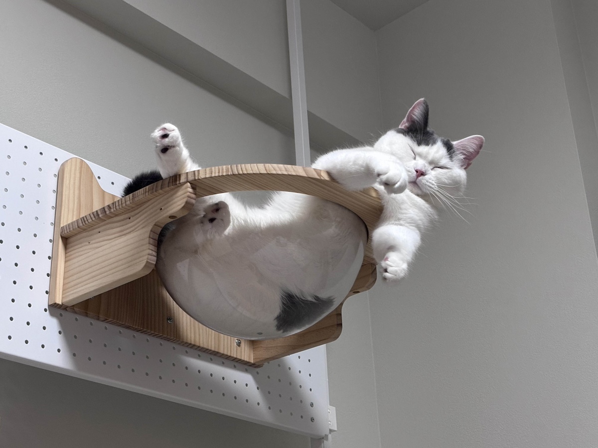 宇宙船、修行中。【肉まんフェイスうずらの、 モチモチ便り。vol.28】