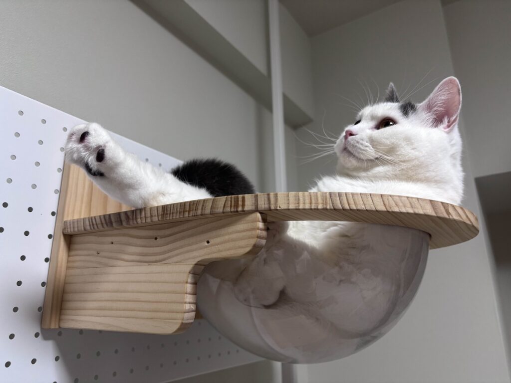 宇宙船、修行中。ブリティッシュショートヘア うずら | やっぱり、兄ちゃんはすごいねこなんだ！！ もっと研究しなきゃな……。