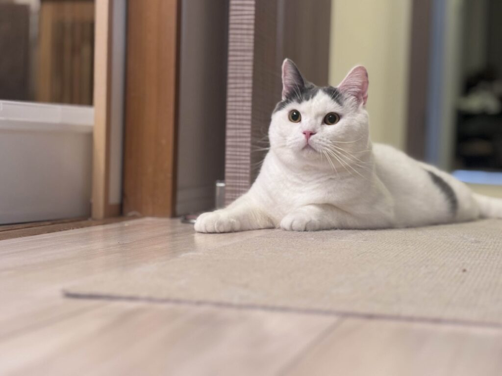 この匂いはまさか？ブリティッシュショートヘア うずら | ぼくのうちは、とうちゃんがねこ用の滑り止めマット敷いてくれてるの。ぼくはよく走り回るからね。心配なんだって！