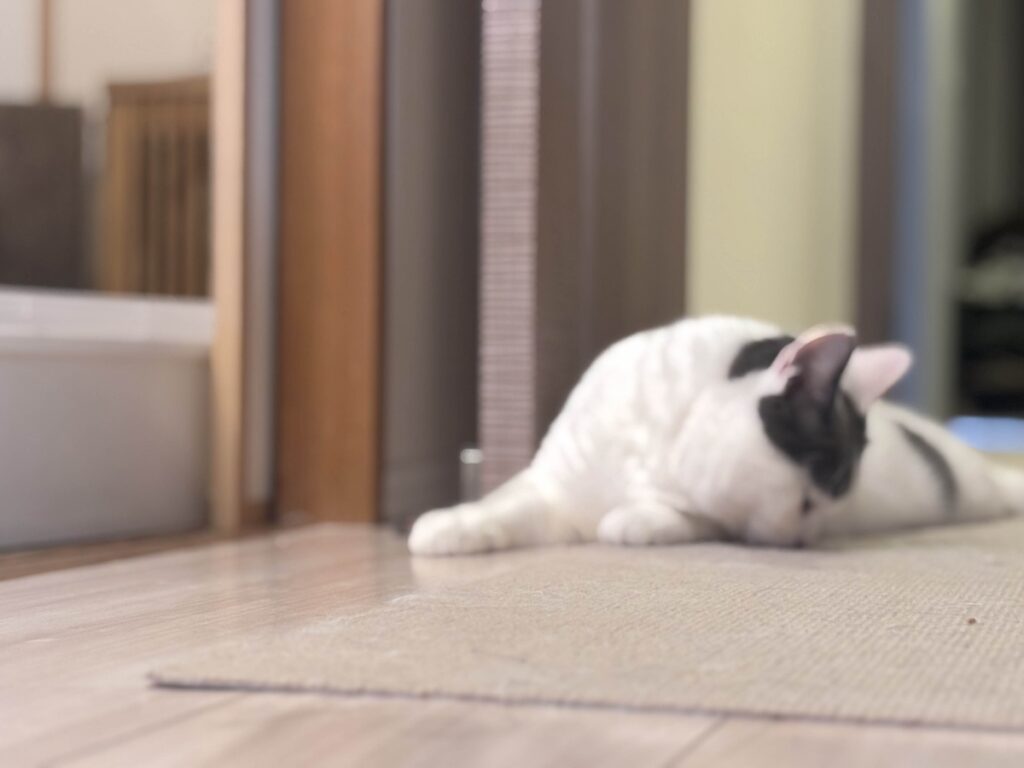 この匂いはまさか？ブリティッシュショートヘア うずら | たまーに、ハクマル兄ちゃんがオソソしちゃうんだよね。クンクン。あれ？ なんだか……。