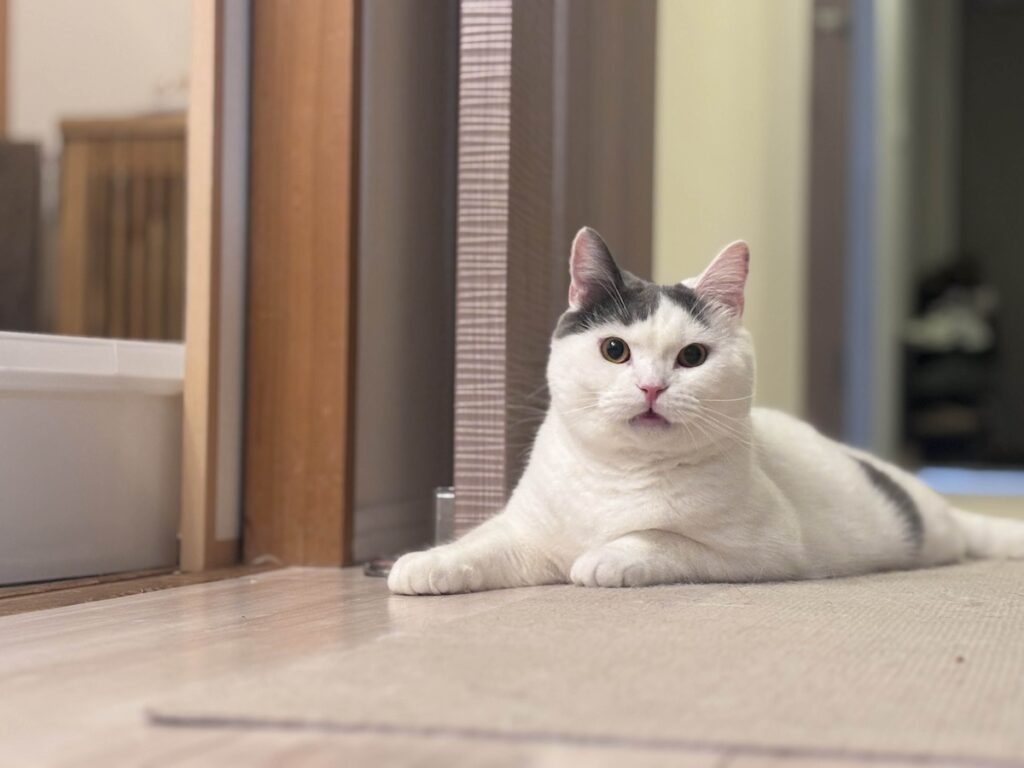 この匂いはまさか？ブリティッシュショートヘア うずら | くちゃい……？ フレーメン反応しちゃったじゃないの！ さあ、ついに明日は最終回だよ！ お楽しみに！