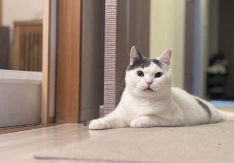 この匂いはまさか？ブリティッシュショートヘア うずら | くちゃい……？ フレーメン反応しちゃったじゃないの！ さあ、ついに明日は最終回だよ！ お楽しみに！