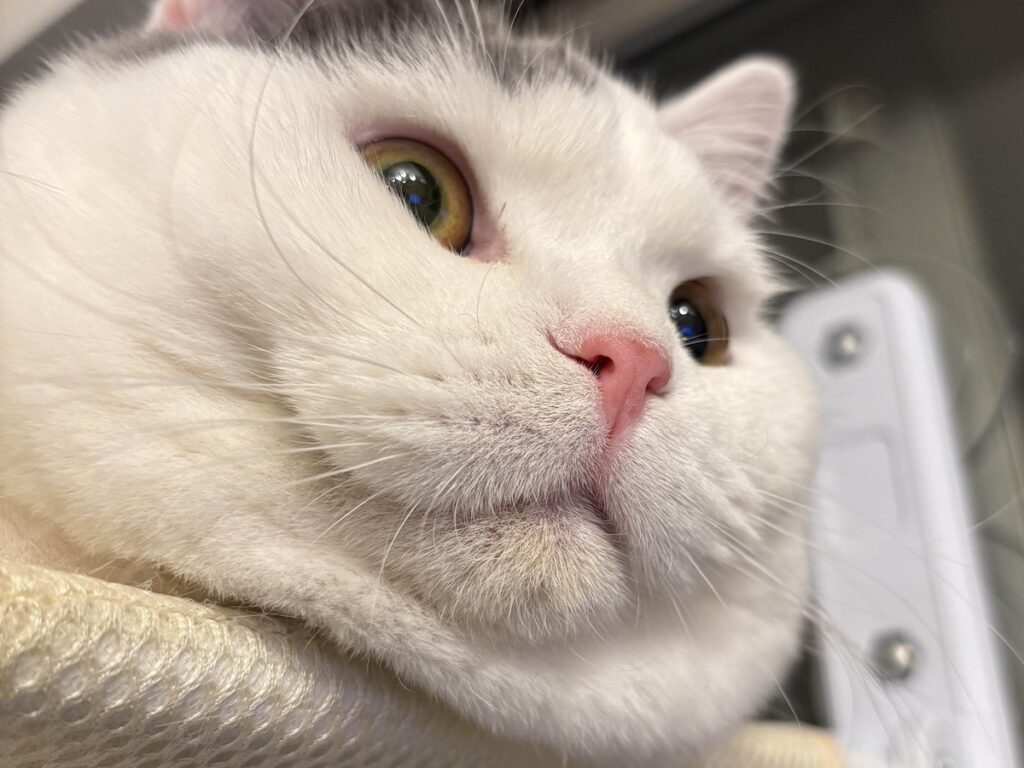 肉まんフェイスの見納めを。ブリティッシュショートヘア うずら | みなさま、1か月間うずらの日記を読んでくれてありがとう！！ ぼくのもっちり肉まんフェイスを、もう一度お届けしちゃうからね！