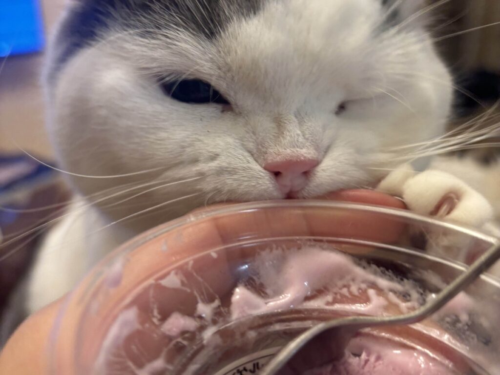 肉まんフェイスの見納めを。ブリティッシュショートヘア うずら | このとおり、ぼくは食いしん坊で、甘えん坊、運動もイタズラもダイスキ！！ 毎日ドタバタ楽しく過ごしているよ。これは、かあちゃんが美味しそうにしてたから近づいてみたけど、ダメって言われちゃったところ。