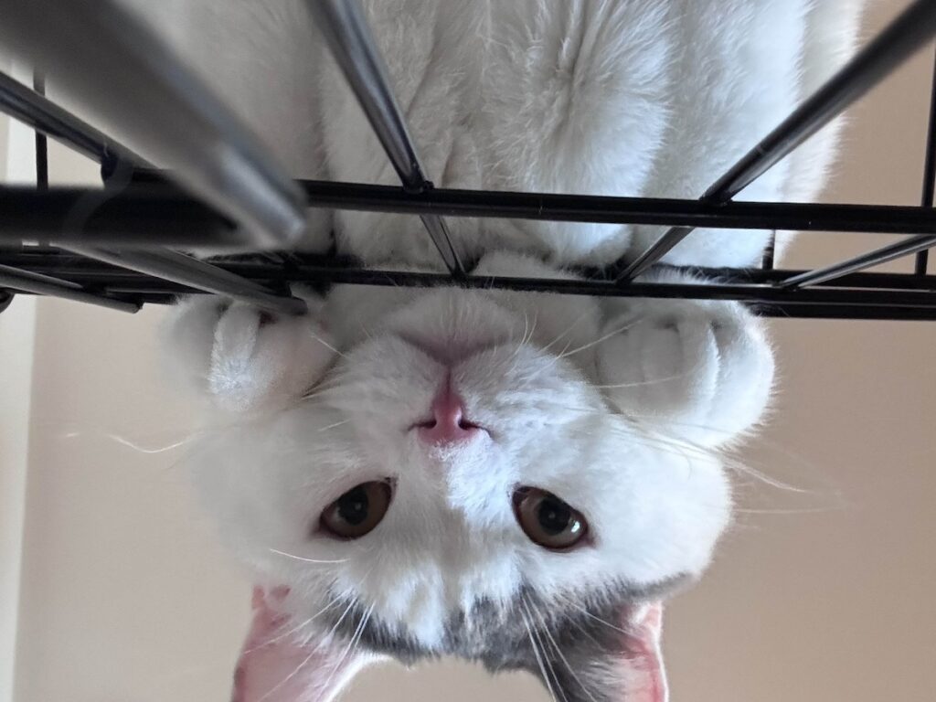 肉まんフェイスの見納めを。ブリティッシュショートヘア うずら | これからも、大好きなハクマル兄ちゃんと、かあちゃんととうちゃんと一緒にハッピーに過ごして行くよ！ また、のぞきに来てね！ありがとう！！！ うーちゃんこと、うずらより。