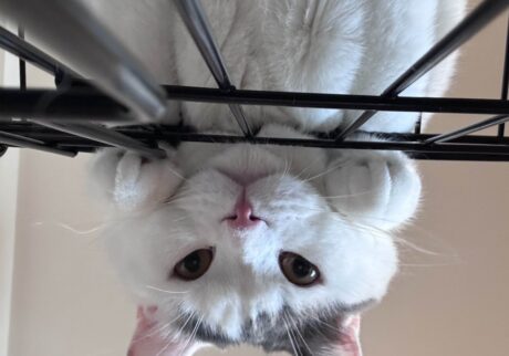 肉まんフェイスの見納めを。ブリティッシュショートヘア うずら | これからも、大好きなハクマル兄ちゃんと、かあちゃんととうちゃんと一緒にハッピーに過ごして行くよ！ また、のぞきに来てね！ありがとう！！！ うーちゃんこと、うずらより。