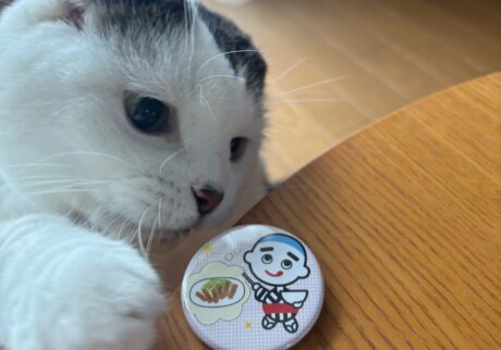 ゆるかわには目がないねん。スコティッシュフォールド いなほ | 三重県四日市市のマスコットキャラクター「こにゅうどうくん」のグッズ。飼い主がお友達からもらったんやってー。ゆるくてかわいいものが好きやからなー。