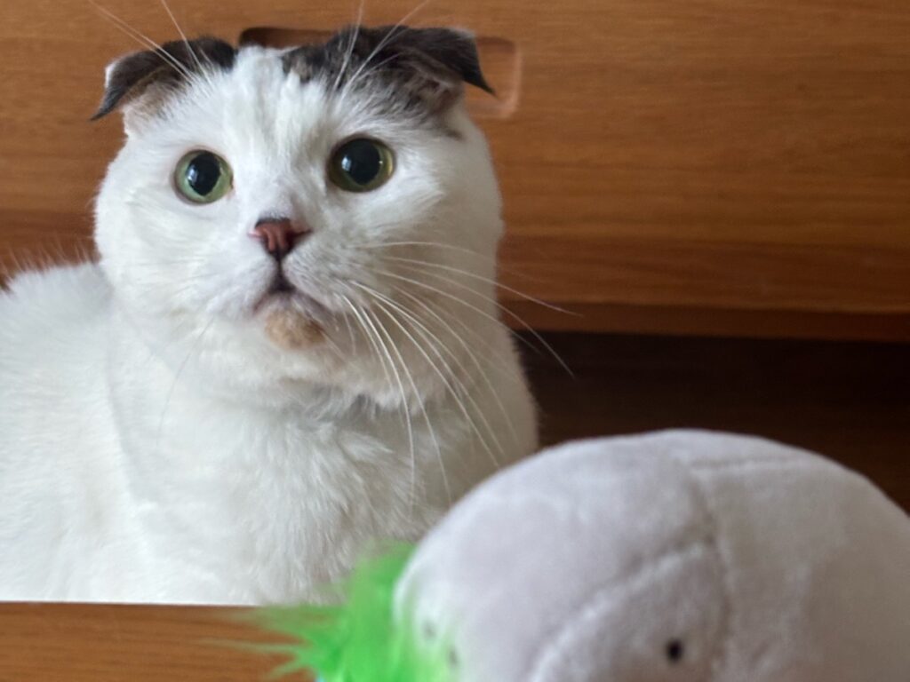 ゆるかわには目がないねん。スコティッシュフォールド いなほ | 鳥羽水族館でも新しいグッズ買ってきてたで! またラッコか?? なんか様子がちがうなー? ゆるかわには目がないねん。スコティッシュフォールド いなほ | 鳥羽水族館でも新しいグッズ買ってきてたで! またラッコか?? なんか様子がちがうなー?