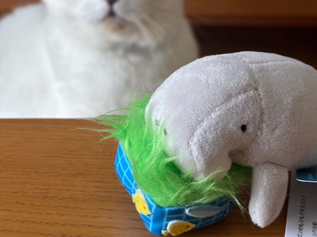 ゆるかわには目がないねん。スコティッシュフォールド いなほ | これはジュゴン!! ジュゴンも日本では鳥羽水族館にしかおらんねんてー。ごはん食べてる姿がかわいいなー! ゆるかわには目がないねん。スコティッシュフォールド いなほ | これはジュゴン!! ジュゴンも日本では鳥羽水族館にしかおらんねんてー。ごはん食べてる姿がかわいいなー!