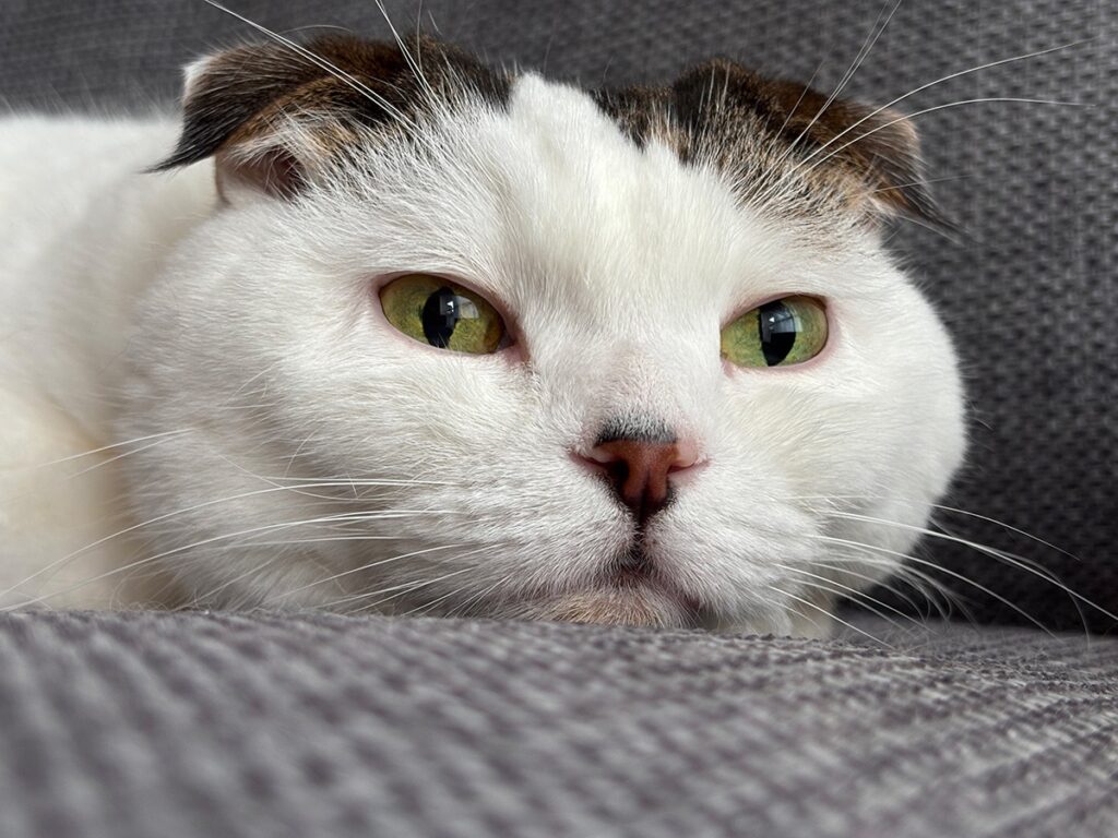 お久しぶりの、いな爺です。スコティッシュフォールド いなほ | オレがアレに変身する姿をみせてあげよう。