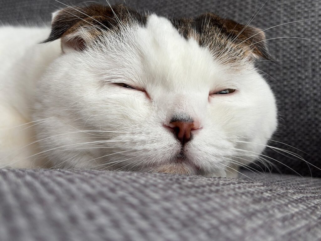 お久しぶりの、いな爺です。スコティッシュフォールド いなほ | まずは薄目……。ここから全身のチカラを抜いて〜リラ〜ックス。