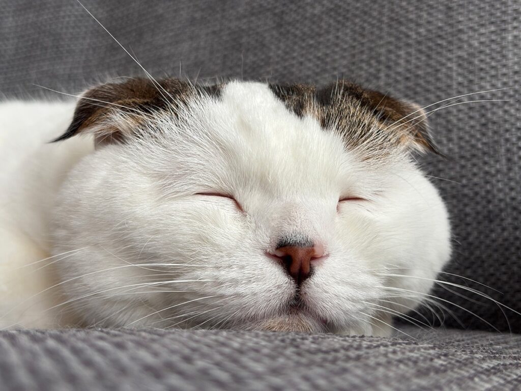 お久しぶりの、いな爺です。スコティッシュフォールド いなほ | ほら、いな爺のできあがりやで〜〜。