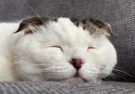 お久しぶりの、いな爺です。スコティッシュフォールド いなほ | ほら、いな爺のできあがりやで〜〜。