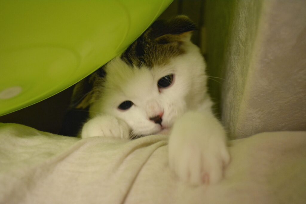 やんちゃしてた頃のオレ！スコティッシュフォールド いなほ | 赤ちゃんのオレシリーズ。やんちゃしてた頃のオレ！ どんな狭いところも、入りたくて仕方がなかってん。
