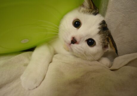 やんちゃしてた頃のオレ！スコティッシュフォールド いなほ | 入れたから出られるはずやねんけど……。ん？？？