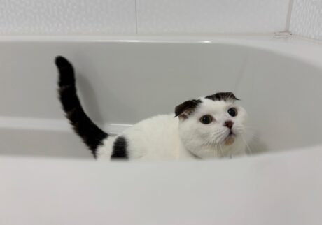 今日は「いい風呂」の日！スコティッシュフォールド いなほ | 11月26日は、「いい風呂の日」。お風呂は遊び場やから、ほぼ毎日入ってるでー。お風呂場は好きやけど、シャンプーは嫌いなオレ。