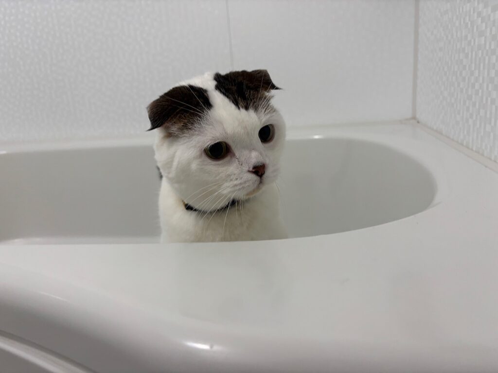 今日は「いい風呂」の日！スコティッシュフォールド いなほ | シャンプーはもう2年はしてないなー。今年ももう冬やから、しばらくシャンプーの危険はない！ ……よね！？