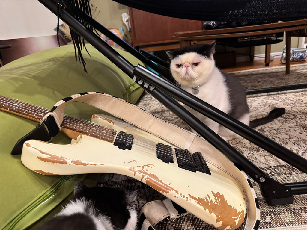 逃げ足の速さが自慢のちろり。白黒猫 エキゾチックショートヘア おちょこ ちろり | ちろり「(モゾモゾ、モゾモゾ)」 おちょこ「コラコラちろり、こーきくん(パパ)の大事なギターの下は、さすがにヤバいでしょ……」 逃げ足の速さが自慢のちろり。白黒猫 エキゾチックショートヘア おちょこ ちろり | ちろり「(モゾモゾ、モゾモゾ)」 おちょこ「コラコラちろり、こーきくん(パパ)の大事なギターの下は、さすがにヤバいでしょ……」