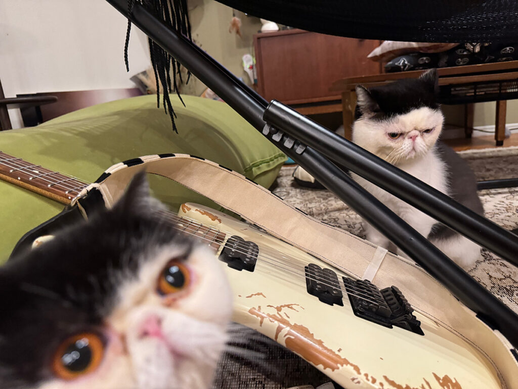 逃げ足の速さが自慢のちろり。白黒猫 エキゾチックショートヘア おちょこ ちろり | ちろり「お父ちゃん、ちょっと見張っといて」 おちょこ「んもー、お父ちゃんにそういう役目ばかり頼むんだからー……」 逃げ足の速さが自慢のちろり。白黒猫 エキゾチックショートヘア おちょこ ちろり | ちろり「お父ちゃん、ちょっと見張っといて」 おちょこ「んもー、お父ちゃんにそういう役目ばかり頼むんだからー……」