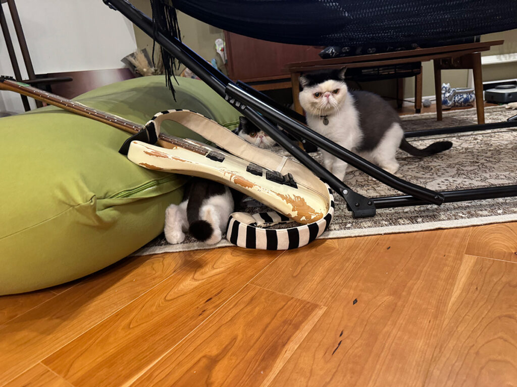 逃げ足の速さが自慢のちろり。白黒猫 エキゾチックショートヘア おちょこ ちろり | おちょこ&ちろり「!!!!」 おちょこ「まずいっ、ちろり!」 逃げ足の速さが自慢のちろり。白黒猫 エキゾチックショートヘア おちょこ ちろり | おちょこ&ちろり「!!!!」 おちょこ「まずいっ、ちろり!」