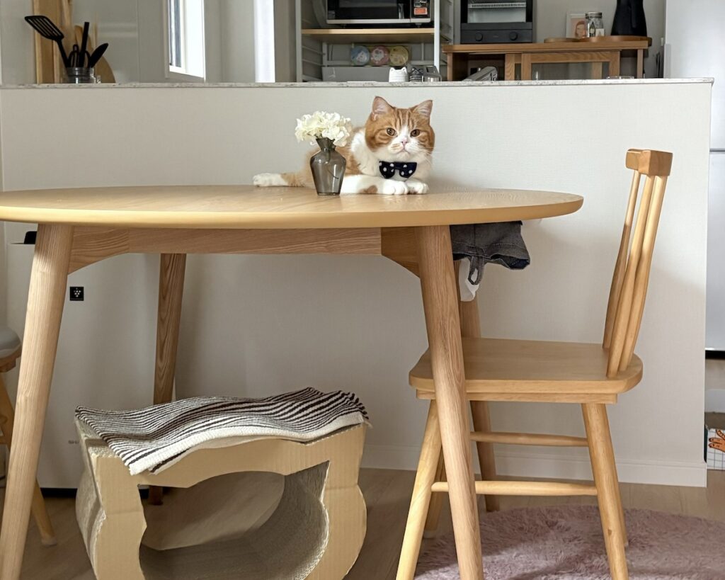 独り占め失礼します。ハチワレ とろろ | 僕は、この新しいテーブルがお気に入り。