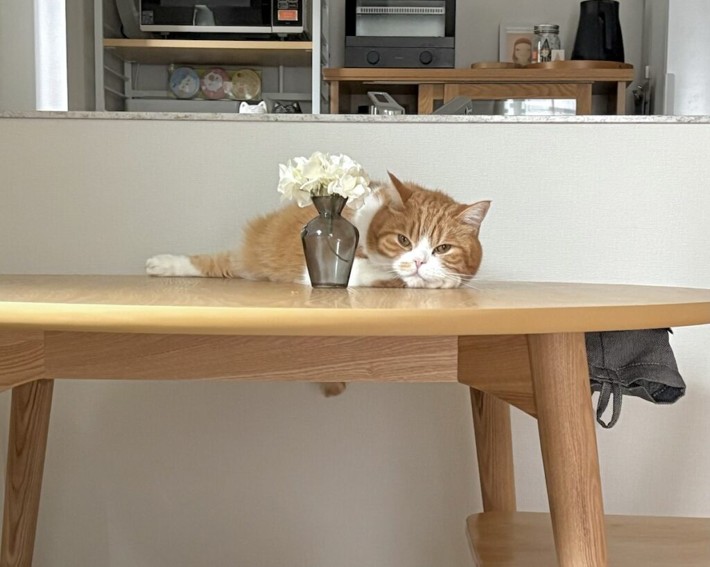 独り占め失礼します。ハチワレ とろろ | 丸くて大きくて、お昼寝に最高なんだよ。