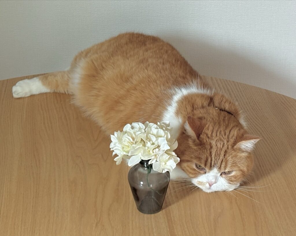 独り占め失礼します。ハチワレ とろろ | 独り占めzzz。