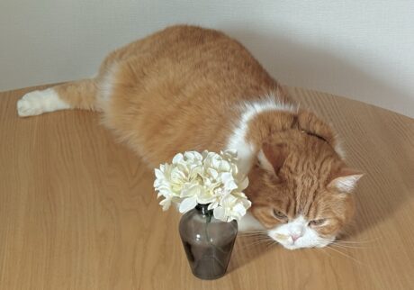 独り占め失礼します。ハチワレ とろろ | 独り占めzzz。