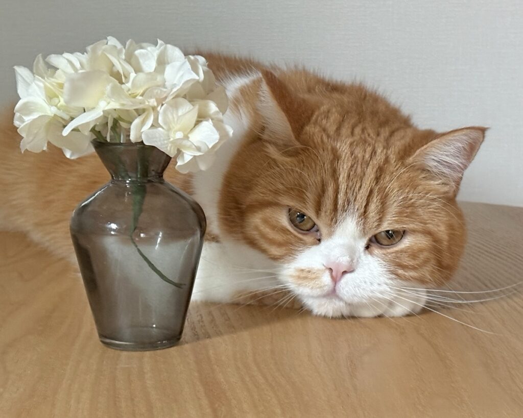 独り占め失礼します。ハチワレ とろろ | このお花、ちょっと邪魔だから避けてくれないかな……。