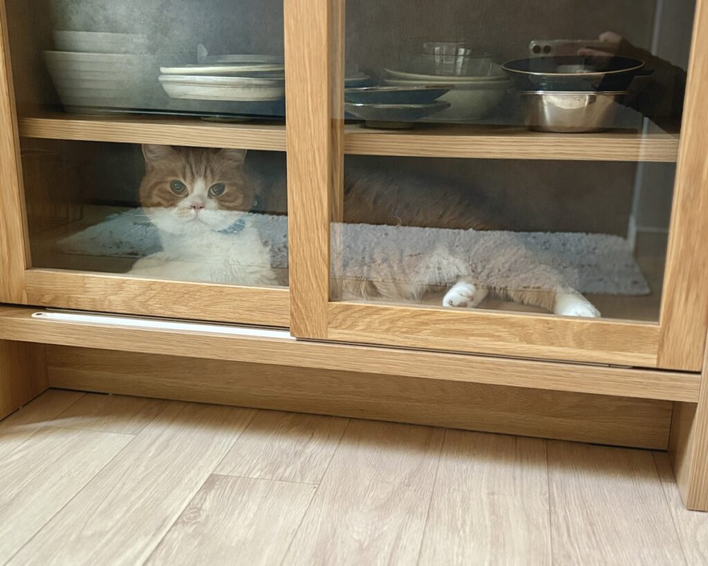 僕、ここにいますよ。ハチワレ とろろ | 「とろちゃん、どこ？」何やら飼い主さんが、出がけに僕を探してます。