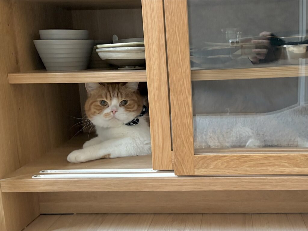 僕、ここにいますよ。ハチワレ とろろ | 「ここにいたの！？」飼い主さんが食器棚を整理しているときに忍びこんで、そのまま閉められちゃったんだ〜。