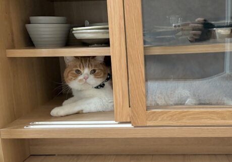 僕、ここにいますよ。ハチワレ とろろ | 「ここにいたの!?」飼い主さんが食器棚を整理しているときに忍びこんで、そのまま閉められちゃったんだ〜。 僕、ここにいますよ。ハチワレ とろろ | 「ここにいたの!?」飼い主さんが食器棚を整理しているときに忍びこんで、そのまま閉められちゃったんだ〜。