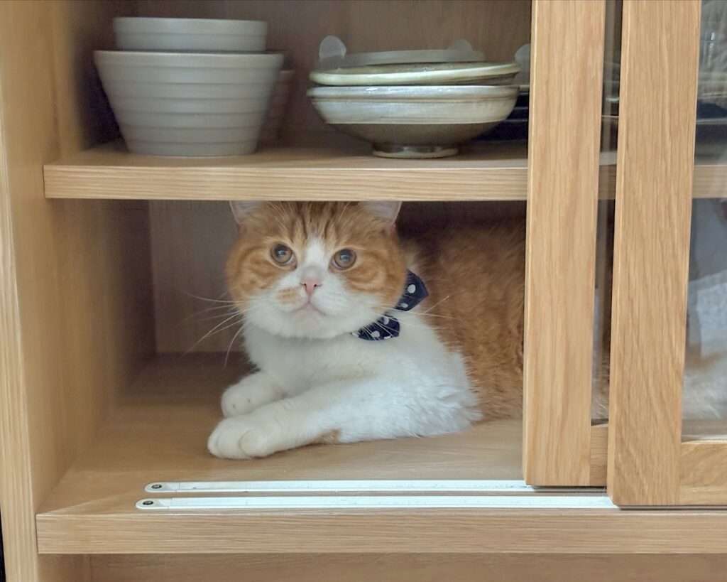 僕、ここにいますよ。ハチワレ とろろ | かくれんぼ、もう終わり？