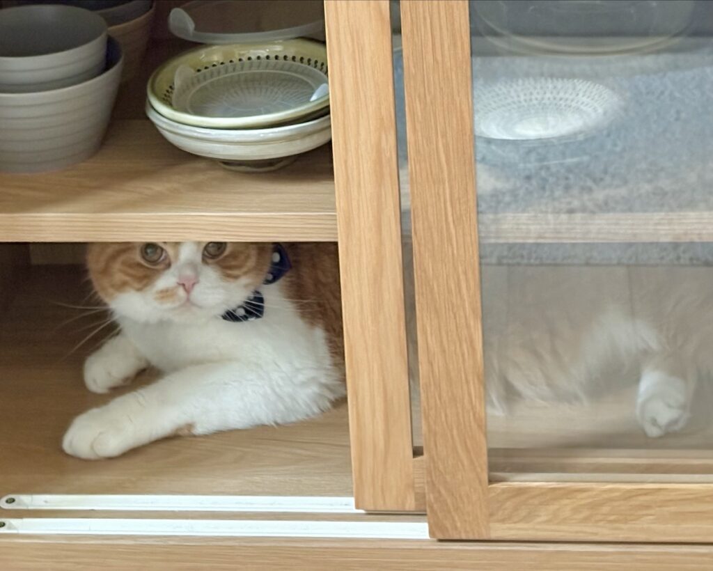 僕、ここにいますよ。ハチワレ とろろ | 落ち着くから、僕はもう少しここにいたいんだけどなぁ……。