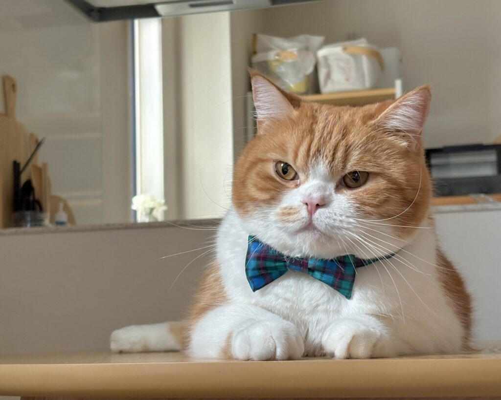 流行は、リボンで取り入れるべし。ハチワレ とろろ | 新しいリボンになりました。