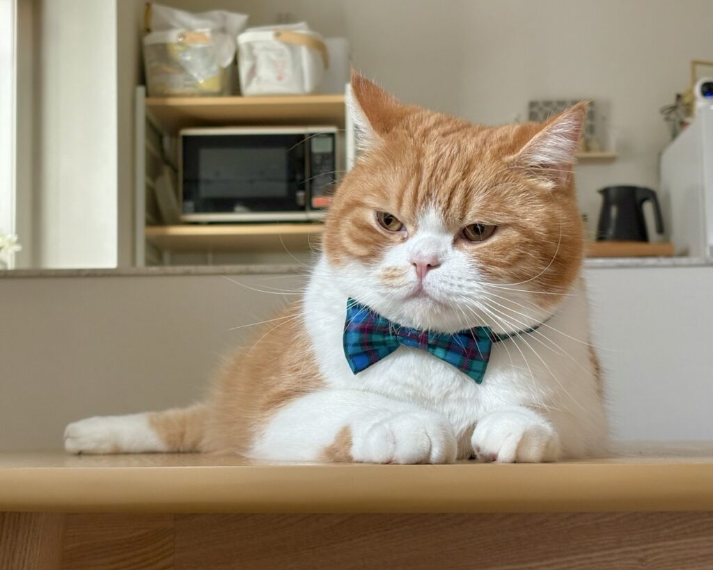 流行は、リボンで取り入れるべし。ハチワレ とろろ | 飼い主さん曰く、今年はチェックが流行りらしいです。