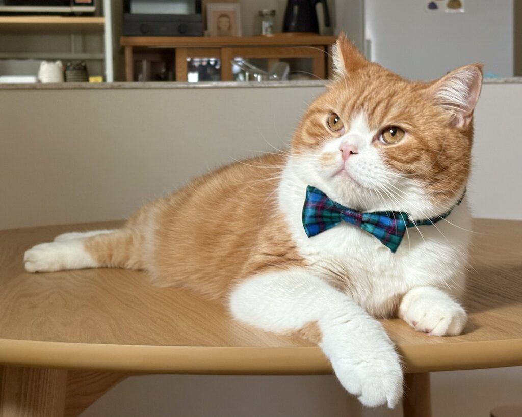 流行は、リボンで取り入れるべし。ハチワレ とろろ | 僕の真っ白な胸毛に、グリーンが映えるでしょ！？