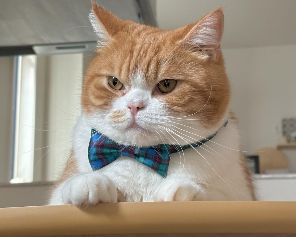 流行は、リボンで取り入れるべし。ハチワレ とろろ | ちょっと食い込んでるけど、太ったわけじゃないからね！ 冬毛のせいです。