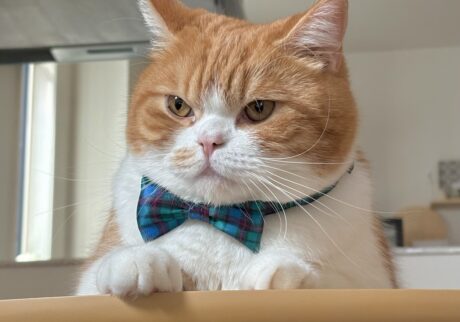 流行は、リボンで取り入れるべし。ハチワレ とろろ | ちょっと食い込んでるけど、太ったわけじゃないからね！ 冬毛のせいです。