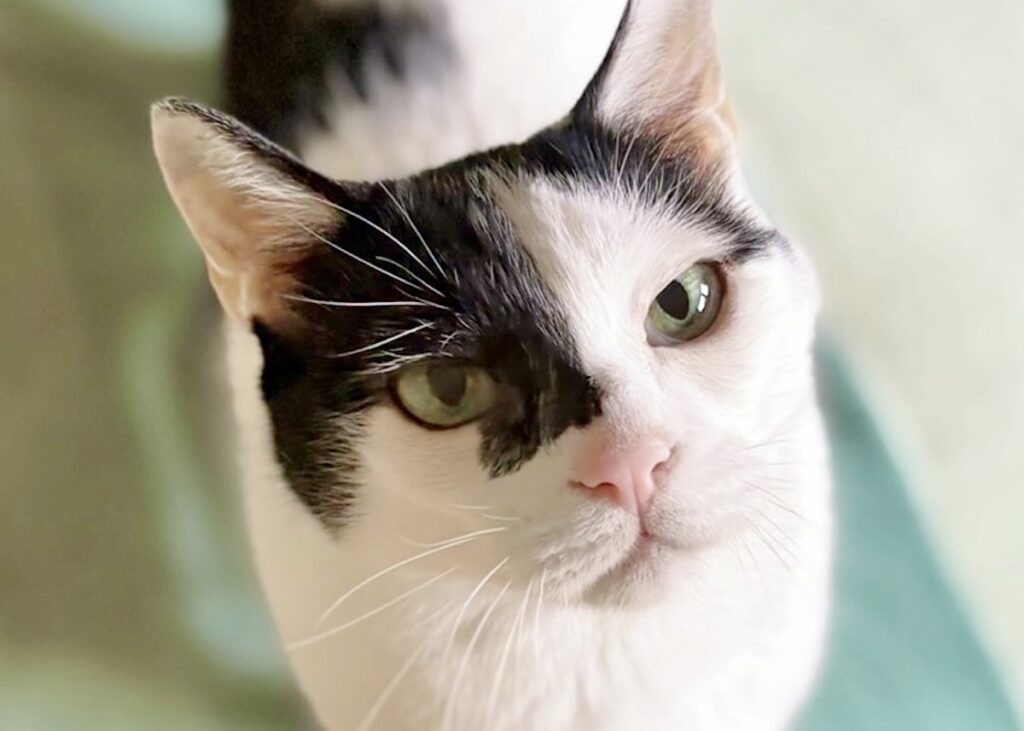 北欧テキスタイル仕様?白黒猫 ハチワレ えいた 北欧テキスタイル仕様?白黒猫 ハチワレ えいた