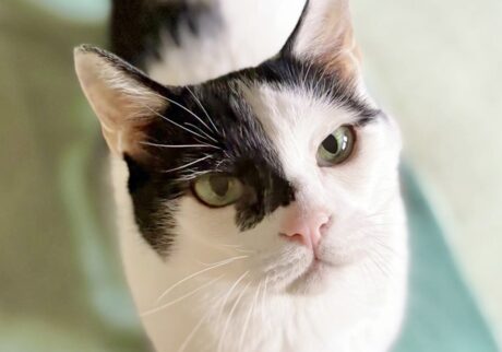 北欧テキスタイル仕様?白黒猫 ハチワレ えいた 北欧テキスタイル仕様?白黒猫 ハチワレ えいた