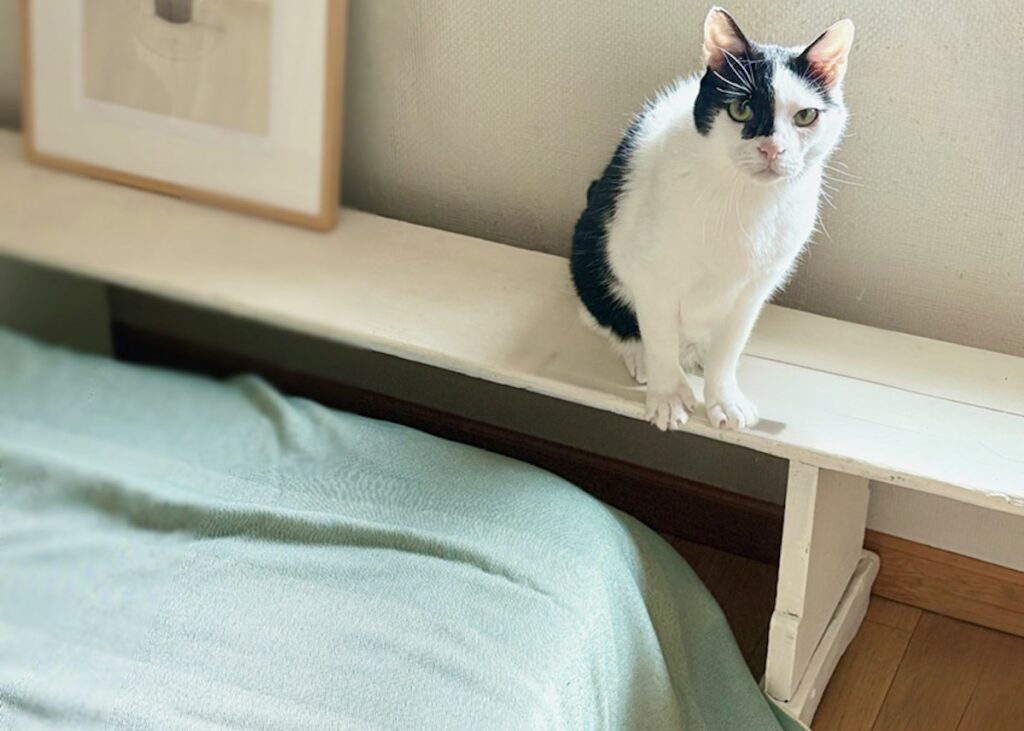 北欧テキスタイル仕様?白黒猫 ハチワレ えいた 北欧テキスタイル仕様?白黒猫 ハチワレ えいた