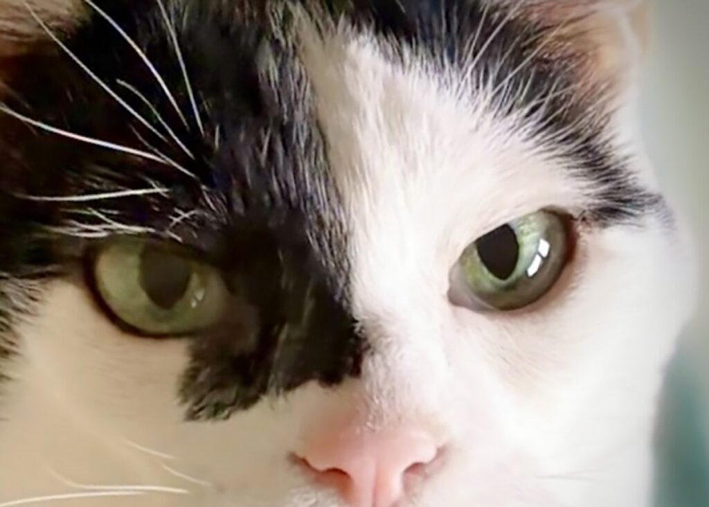 北欧テキスタイル仕様?白黒猫 ハチワレ えいた 北欧テキスタイル仕様?白黒猫 ハチワレ えいた