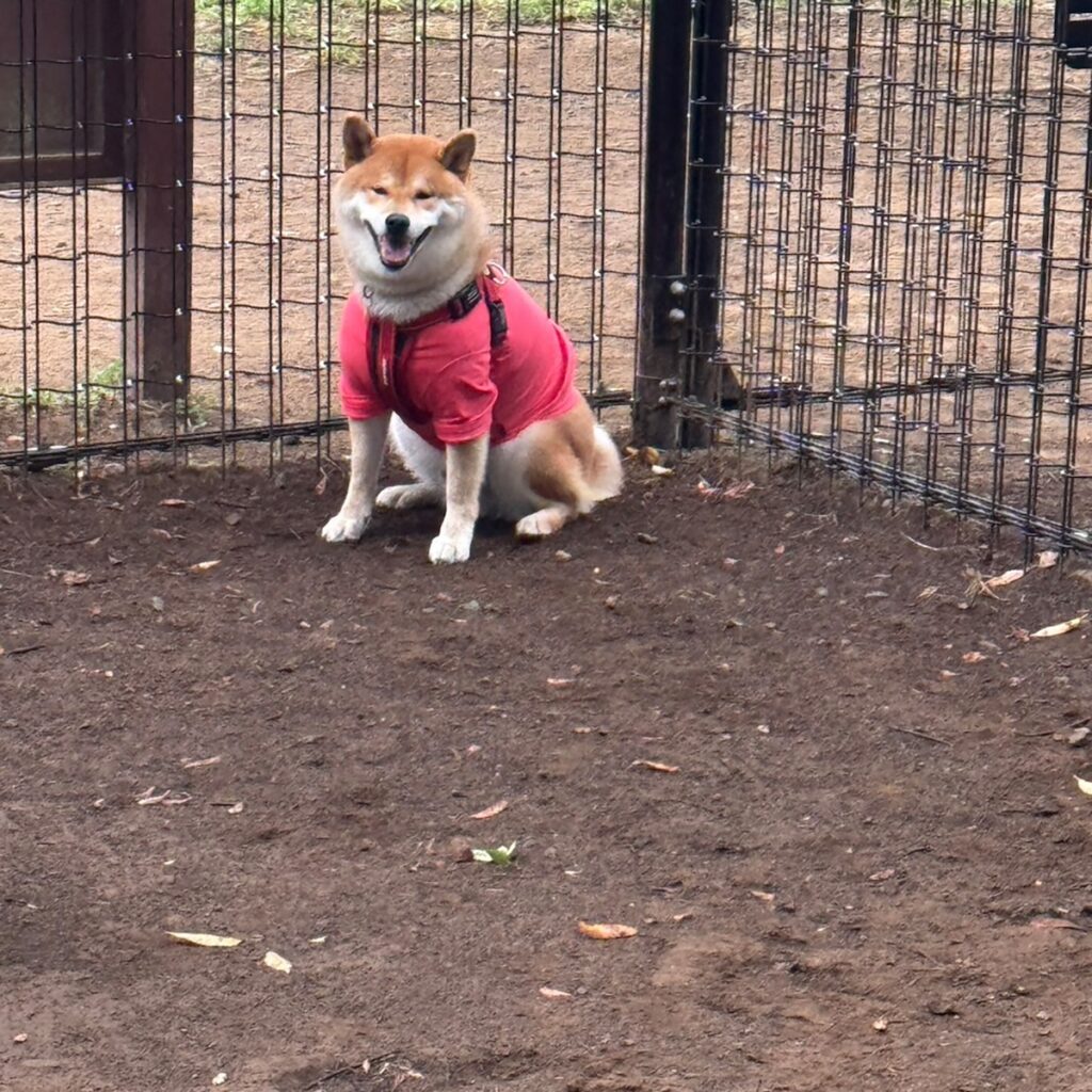 ハルくん、怒られました。柴犬子犬ハルのワンダフルライフ