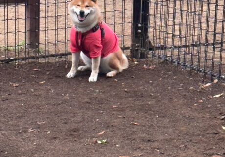 ハルくん、怒られました。柴犬子犬ハルのワンダフルライフ