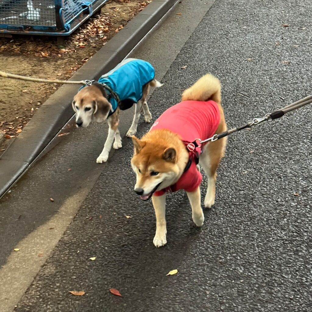 ハルくん、怒られました。柴犬子犬ハルのワンダフルライフ