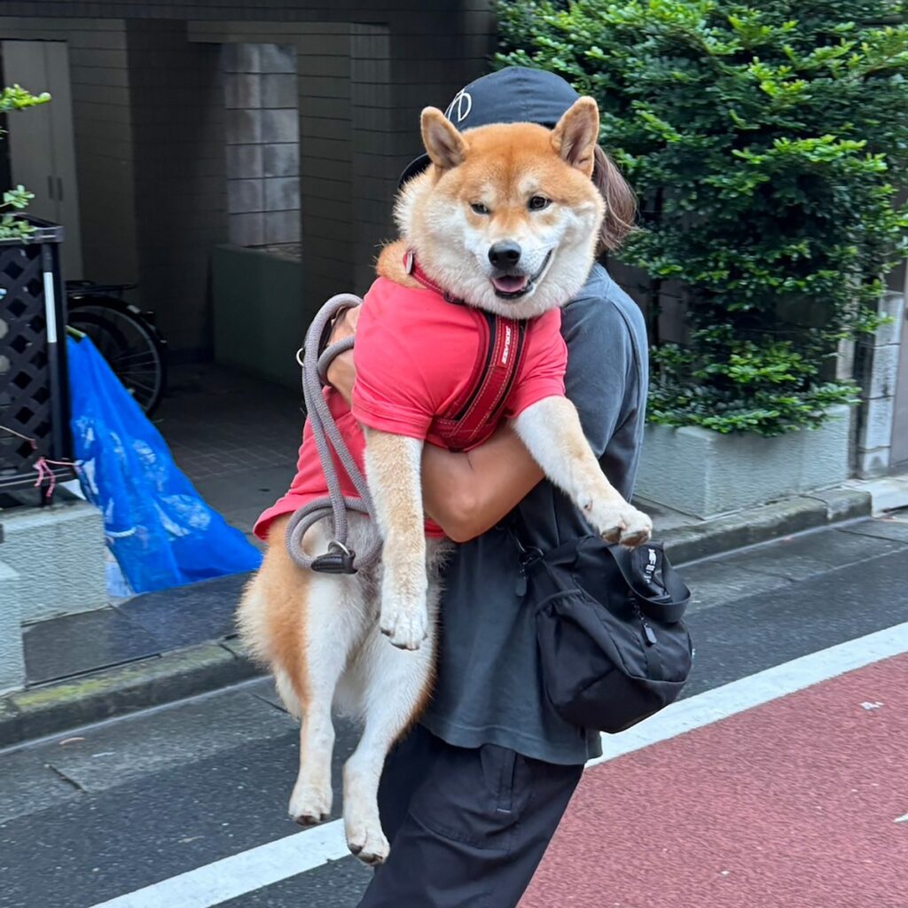 ハルくん、怒られました。柴犬子犬ハルのワンダフルライフ